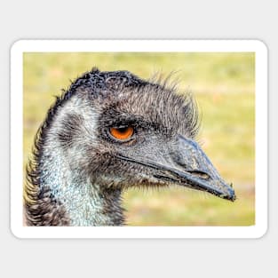 Emu close up Sticker